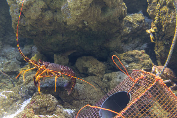 istock live lobster in natural environment 1307828146