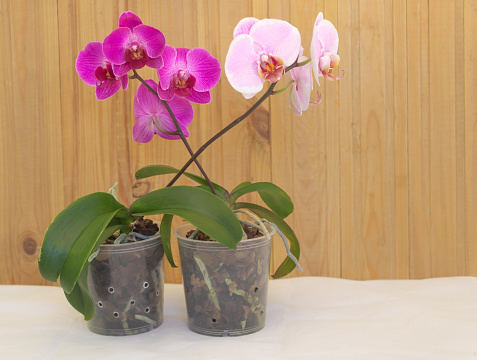 Two pink orchids blooming on wooden background. How to make orchid to bloom concept. Selective focus and copy space.