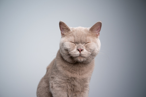 portrait of a 6 month old lilac british shorthair kitten with eyes closed on gray background with copy space