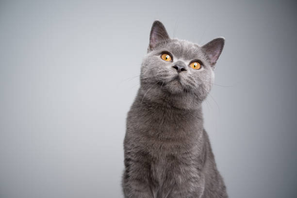 istock british shorthair kitten looking at camera curiously on gray background 1307830566