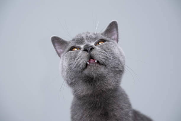 istock british shorthair kitten making silly face with copy space 1307830585
