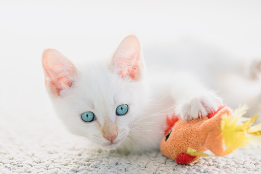 A male flame point Siamese kitten plays with a stuffed toy.