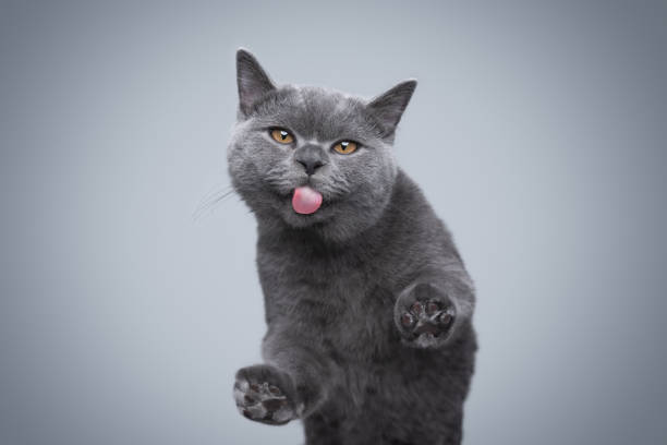 istock british shorthair kitten sticking out tongue looking at camera 1307830742