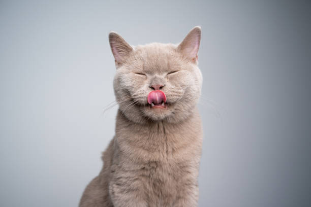 portrait of a hungry 6 month old lilac british shorthair kitten licking lips with eyes closed on gray background with copy space