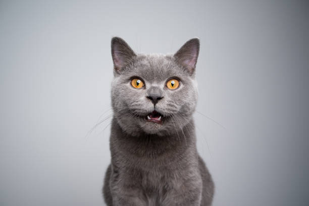 british shorthair kitten looking at camera shocked or surprised portrait of a 6 month old blue british shorthair kitten looking at camera shocked or surprised on gray background with copy space british shorthair cat photos stock pictures, royalty-free photos & images