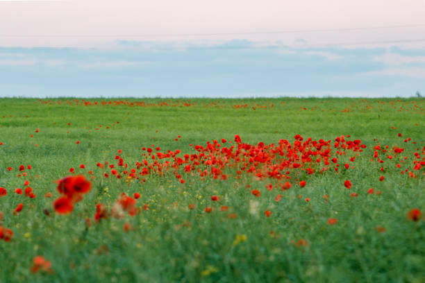 A field full of poppies