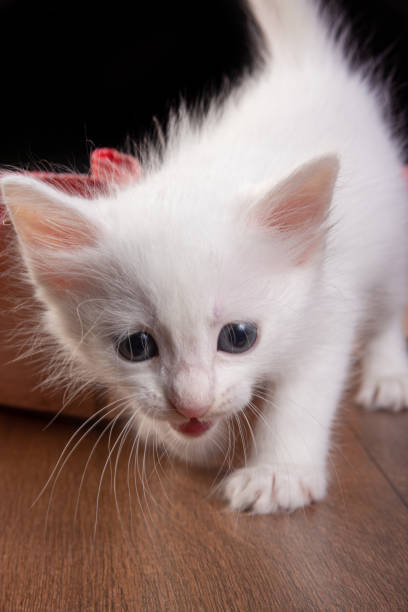 istock white kitten, white kitten playing inside a wooden box with red checkered fabric on a table, black background, selective focus. 1307833111