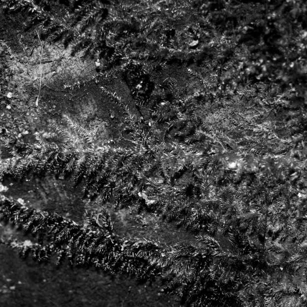 istock The black and white texture of moss on a mountain wall 1307833239
