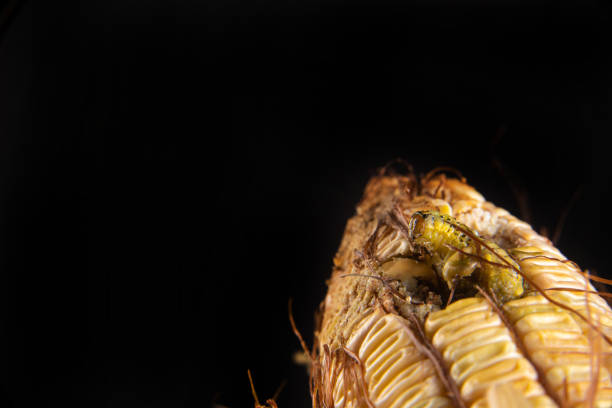 istock Corn caterpillar in detail on a cob, black background, selective focus. 1307833947