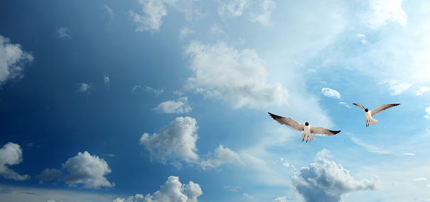 Two seagulls flying over storm sky with rain clouds