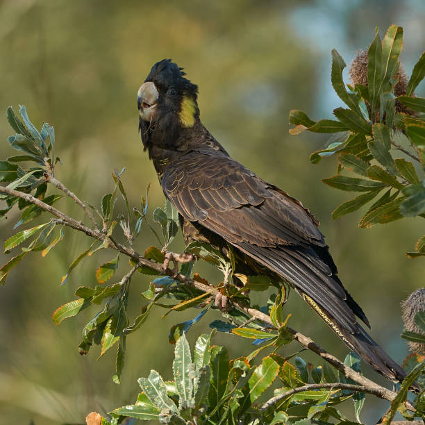 istock Yellow Tailed Black Cockatoo 1307835844