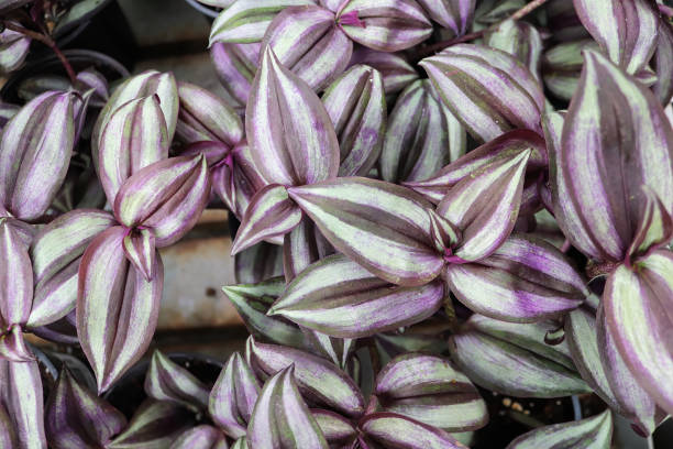 plan rapproché des feuilles varigated sur un juif errant - tradescantia epidermis photos et images de collection