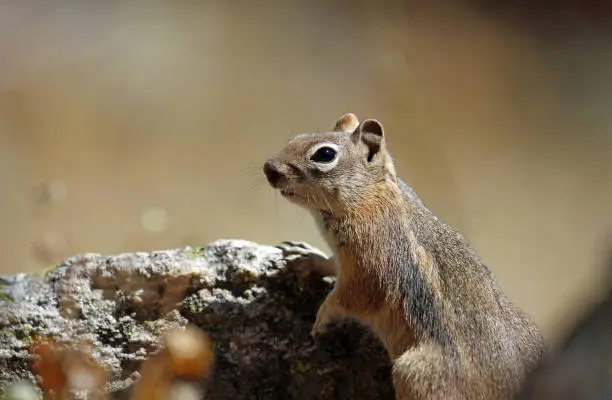 Photo of Chipmunk on the rock