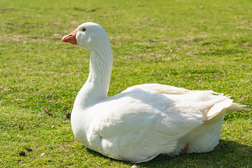 The snow goose (Anser caerulescens) sitting on a grass meadow. Close up portrait of wild white swan goose in city park