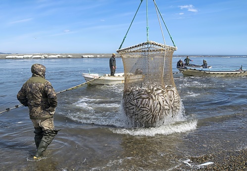 Khabarovsk Krai, Russia - May 24, 2020: Fishing industry on the russian far East. Fishermen brigade catching pacific herring. Sea of Okhotsk coast, Kukhtuy river mouth. Khabarovsk Krai, Russia.