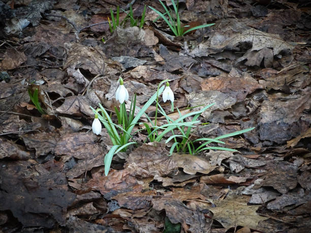 gouttes de neige printanières blanches parmi les feuilles de l’année dernière, - flower snow winter close up photos et images de collection