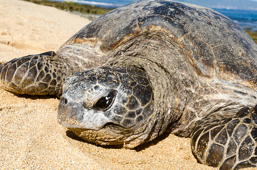 Green sea turtle on a wild and hidden beach in Maui