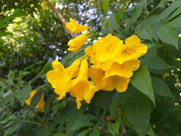 istock yellow Tecoma stans flower in nature garden 1307845504