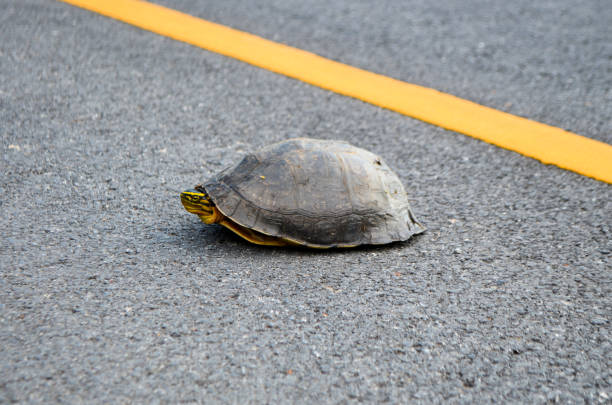 istock Thai Snapping Turtles with leech on shell crossing a paved road in Thailand 1307846227