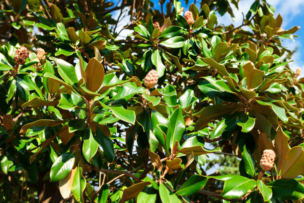 istock Tropical green succulent leaves 1307846996