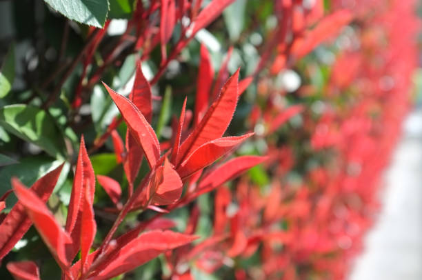 Photinia Red Robin hedge close up.
