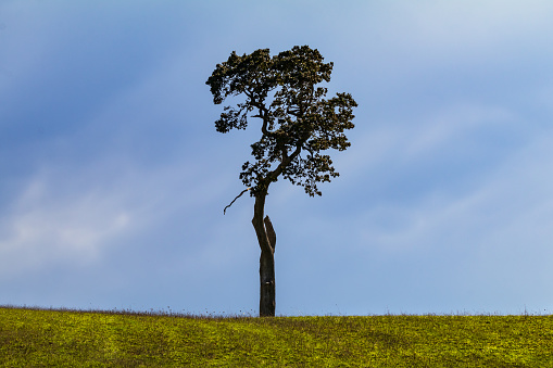 Lone tree in a rural field on southern Vancouver Island.