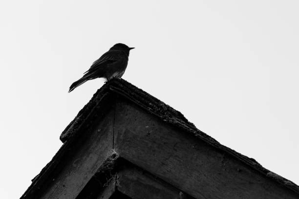 istock Black bird, called black Phoebe on roof. 1307851059