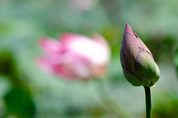 istock Waterlily Blossom in the Tropical Pond 1307852921