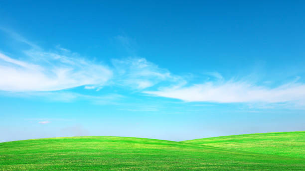 istock Green meadow with blue sky Summer meadow background concept on a nice day. 1307853863