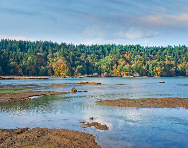Wetlands are an important ecosystem that are permanently or seasonally dominated by water. The primary factor that distinguishes wetlands from other bodies of water is the characteristic presence of aquatic plants adapted to the unique environment. Wetlands play an important role in the environment, including water purification, water storage, processing of carbon and other nutrients and stabilization of shorelines. Wetlands are also home to a wide variety of plant and animal life. This wetland was photographed at the Nisqually National Wildlife Refuge near Olympia, Washington State, USA.