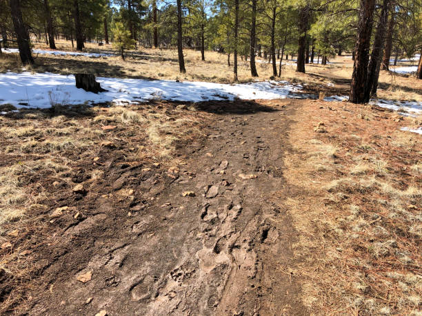 Trail Damage in the National Forest Winter is especially hard on hiking and biking trails.  Melting snow, when ridden or hiked on, leads to muddy and damaged tread.  This example of a rutted trail was photographed on Campbell Mesa in the Coconino National Forest near Flagstaff, Arizona, USA. jeff goulden environmental conservation stock pictures, royalty-free photos & images