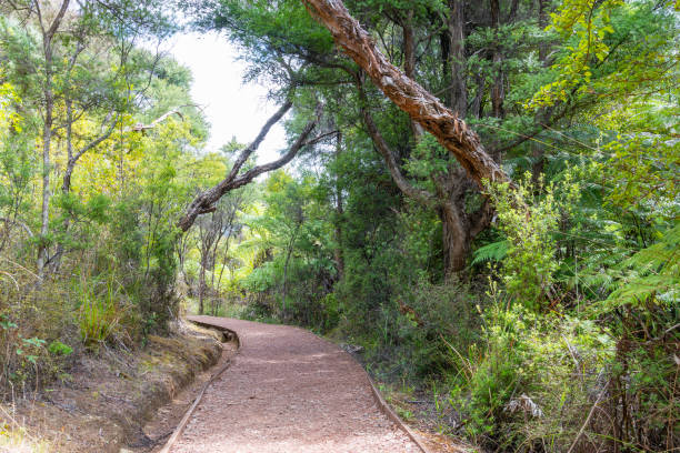 istock Kaitoke Hot Springs Track 1307855377