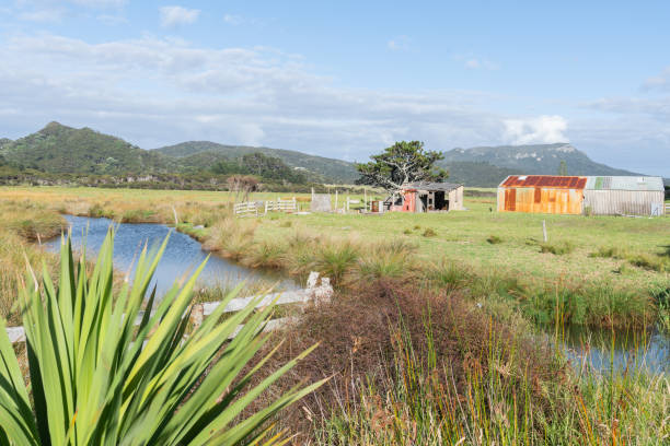 istock Expansive farmland on Great Barrier Island with rusting corrugated iron shed. 1307855985