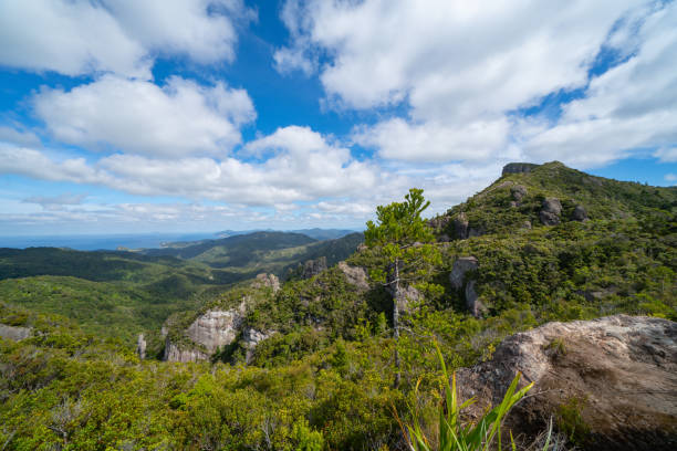 istock Landscape view over forest and native bush from side of Mount Hobson 1307856083