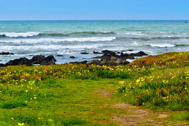 istock Gorgeous ocean waves rolling into rocky wildflower coast 1307857015