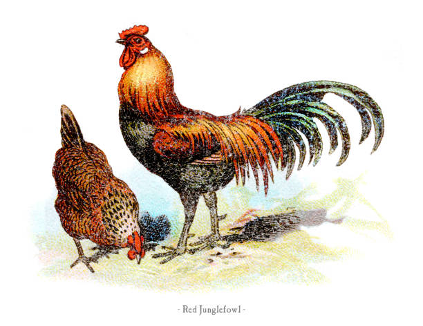 Red junglefowl chicken chromolithography 1882 Chicken Chromolithography 1882

illustrator Natural History of Animals - Martin - Stuttgart gallus gallus stock illustrations