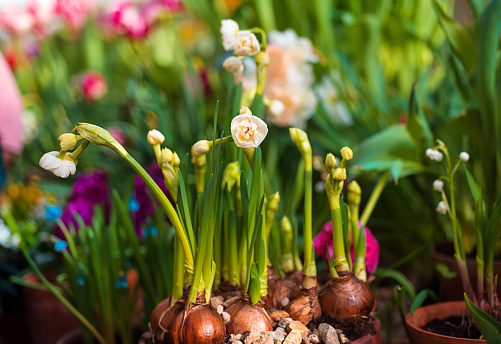 Blooming spring flowers with bulbs on a blurred background