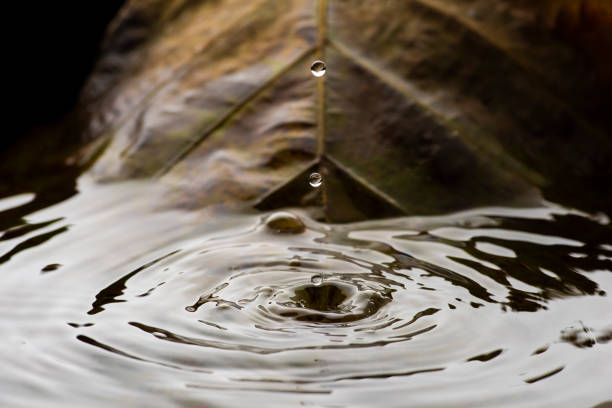 istock Rain drops falling into jungle pond Thailand with backdrop of native tree leaves and leaf litter. 1307863276