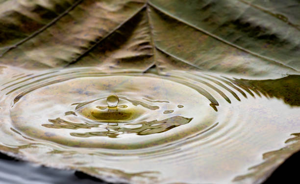 istock Rain drops falling into jungle pond Thailand with backdrop of native tree leaves and leaf litter. 1307863316