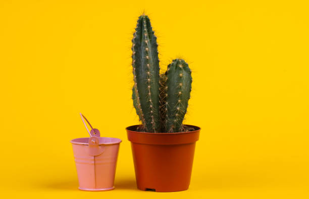 istock Cactus in pot and mini bucket on yellow studio background. Minimalism 1307863550
