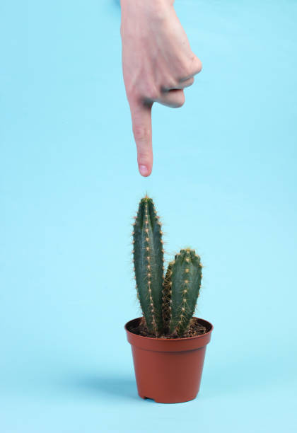 istock The finger touches the sharp needles of a cactus. Blue studio background 1307864061