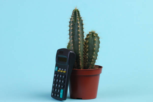 istock Cactus in pot with calculator on blue studio background. Minimalism 1307864153