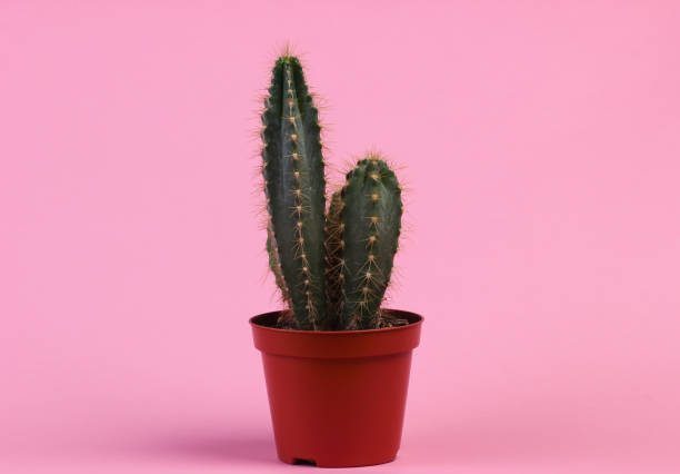 istock Cactus in pot on pink pastel studio background. Minimalism 1307864223