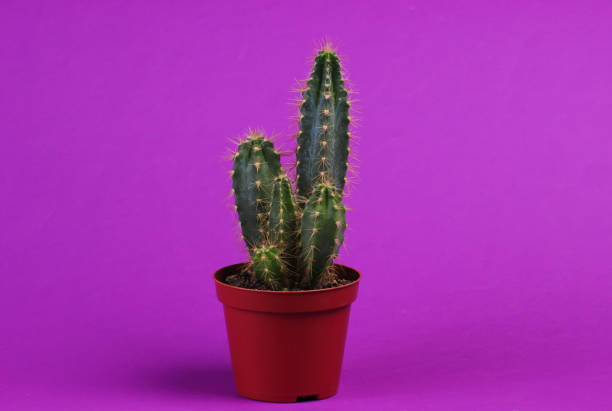istock Cactus in pot on purple studio background. Minimalism 1307864252