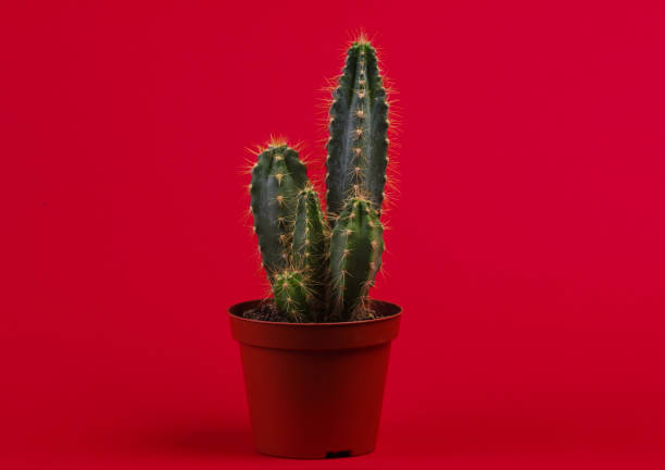 istock Cactus in pot on red studio background. Minimalism 1307864265