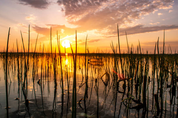In the foreground is seagrass, which is reflected in the water. further the sea disappears into the horizon. the sun almost went down. expressive clouds are visible in the sky