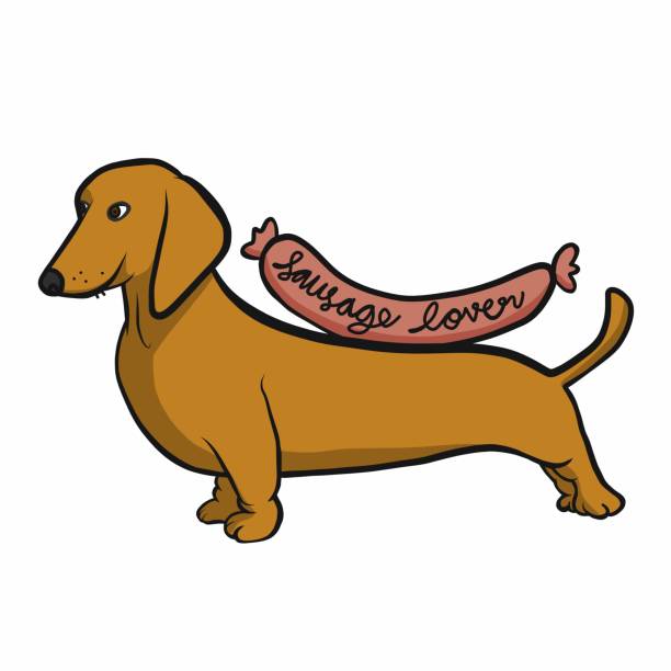 illustrations, cliparts, dessins animés et icônes de illustration de vecteur de dessin animé d’amoureux de saucisse de crabot de dachshund - dachshund hot dog dog smiling