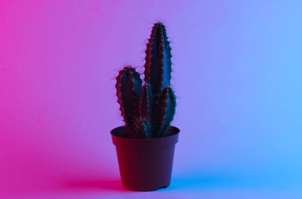 istock Cactus in a trendy neon light. Gradient pink-blue glow. Concept art. Minimalism 1307865584
