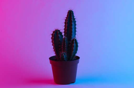 Cactus in a trendy neon light. Gradient pink-blue glow. Concept art. Minimalism