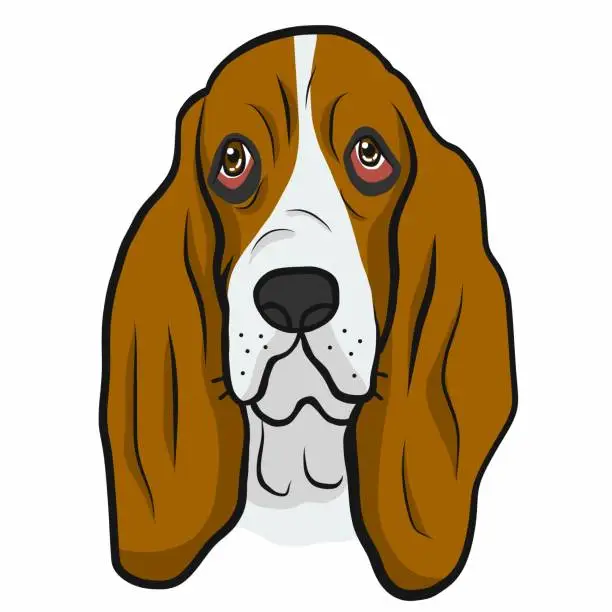 Vector illustration of Basset Hound dog face cartoon vector illustration